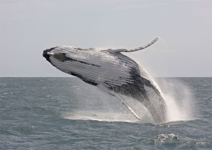 The Triton Whale