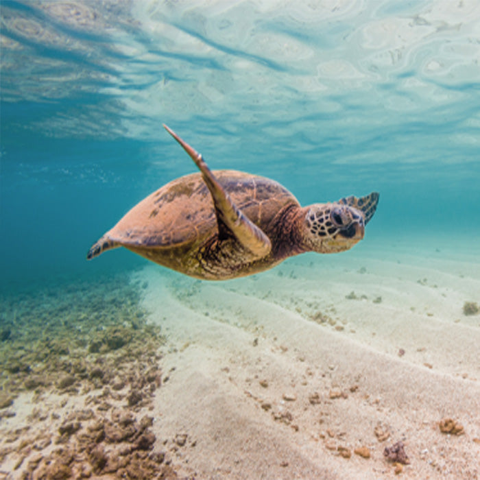 Turtle Haven