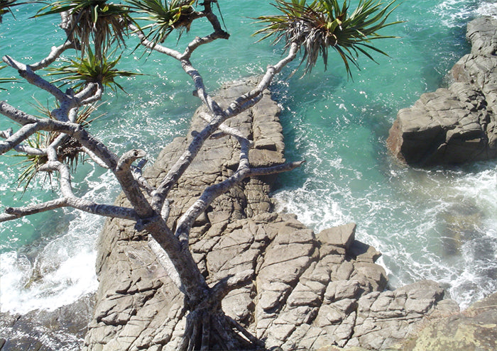Pandus Tree Paradise