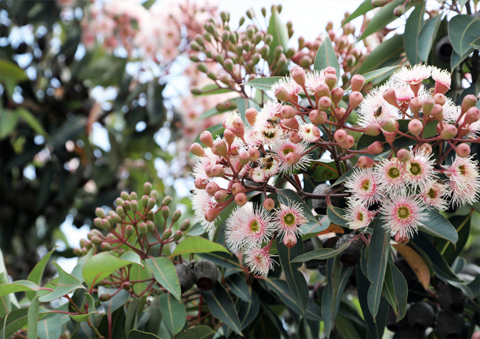 Pink and White Flowering Gums