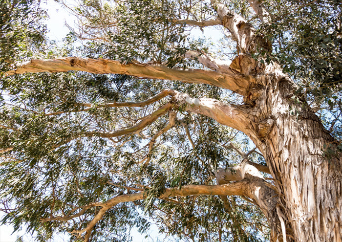 Tree Canopy