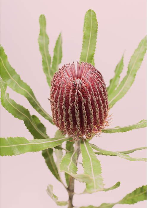 Banksia Red