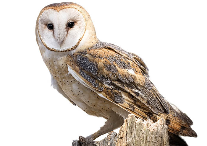 Barn Owl