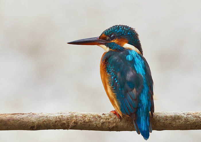 Beautiful King Fisher