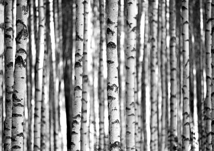 Birch Tree