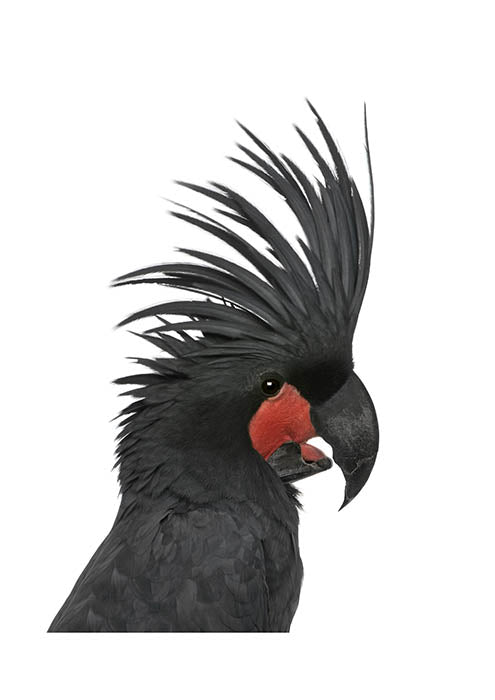 Black Cockatoo