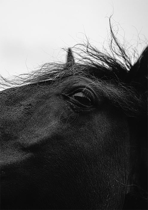 Black Horse