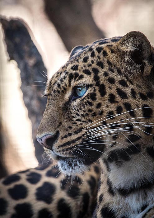 Blue Eyed Leopard