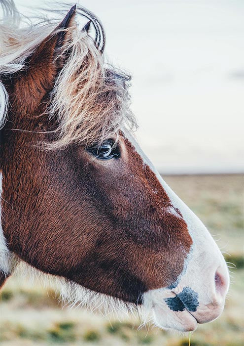 Brown and White Horse