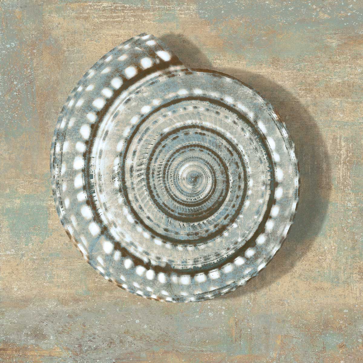 Aqua Seashell