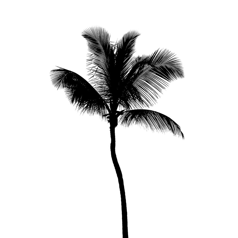 Coconut Palm 2