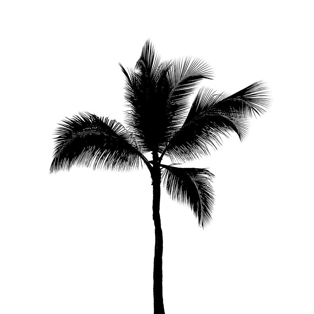 Coconut Palm 3