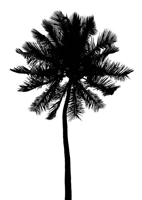 Coconut Palm 4