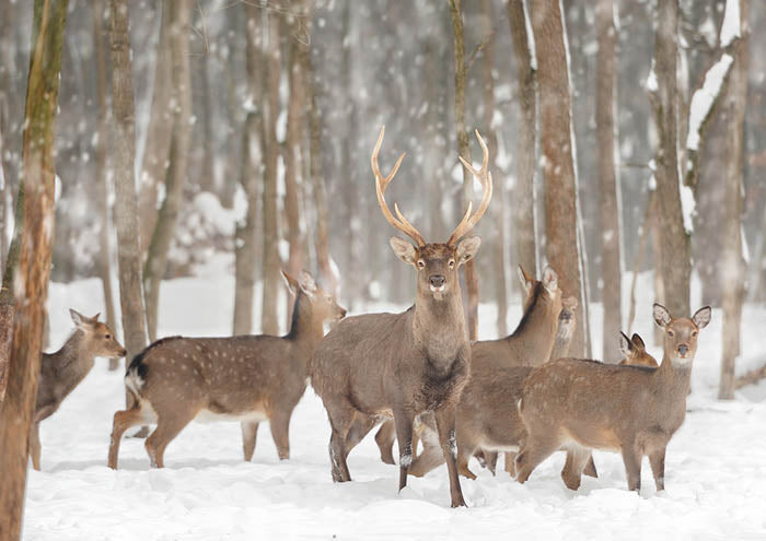 Deer In Snow