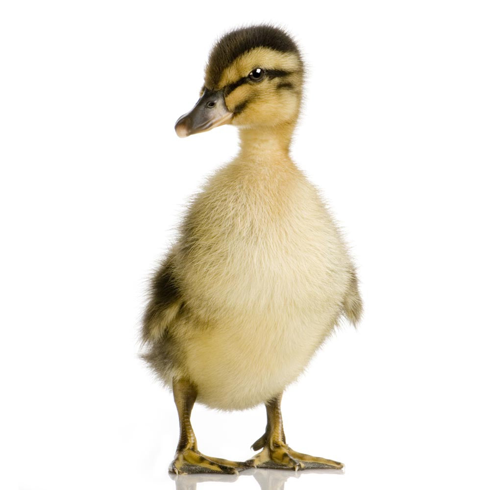 Ducky