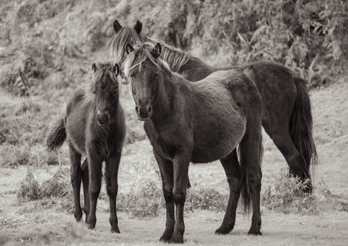 Dartmoor Ponies III