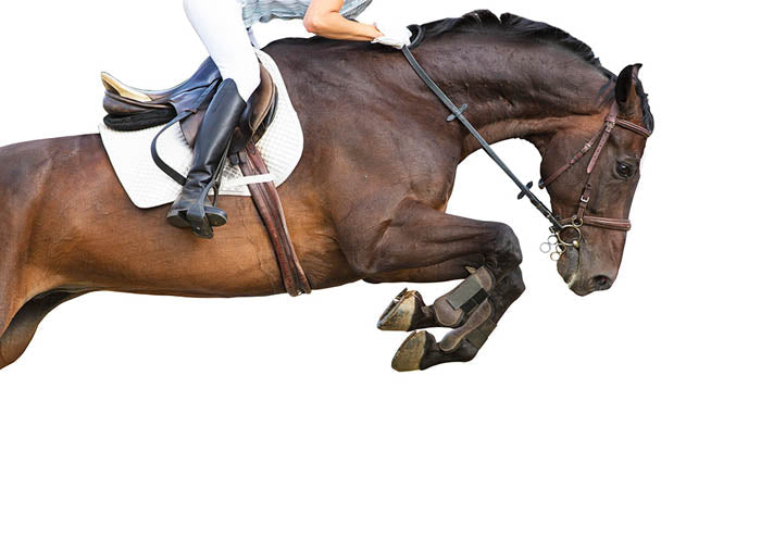 Equestrian 2