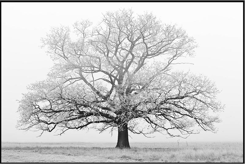 Grand Tree