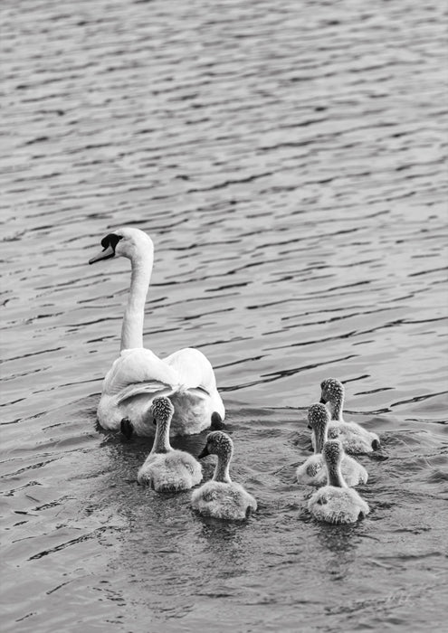 Follow the Leader
