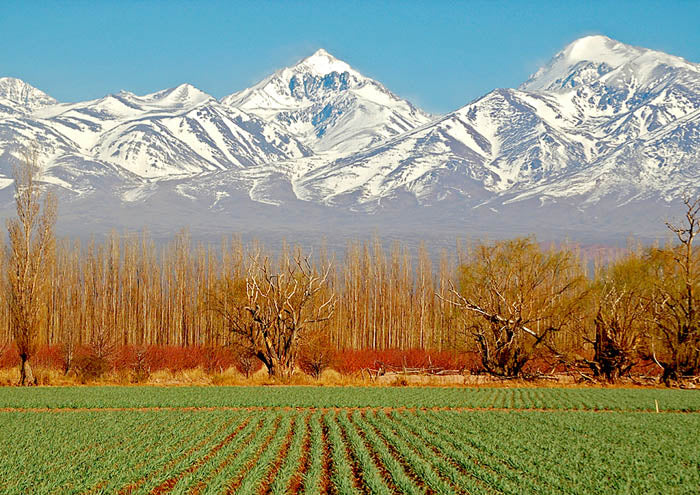 Green Fields
