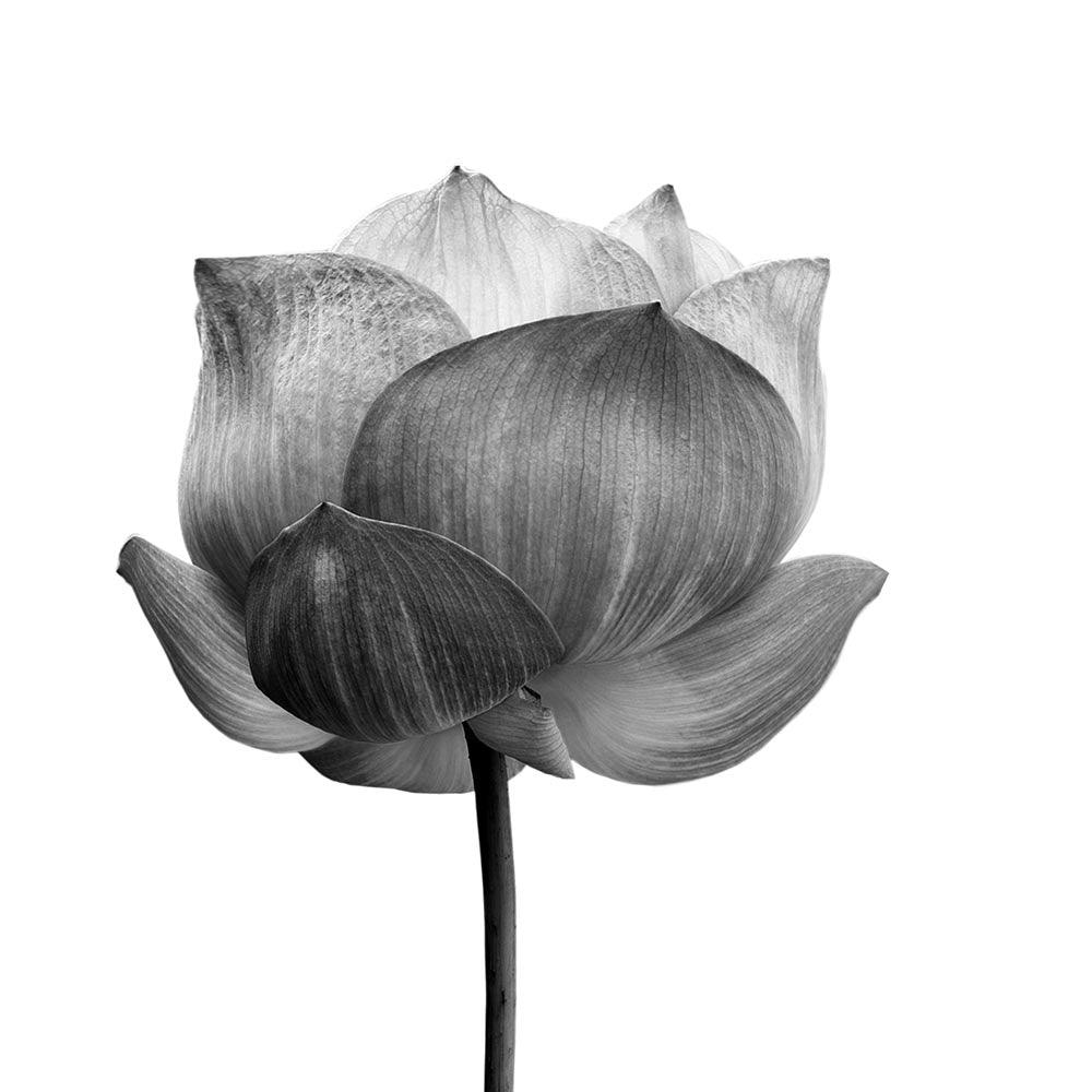 Grey Floral II