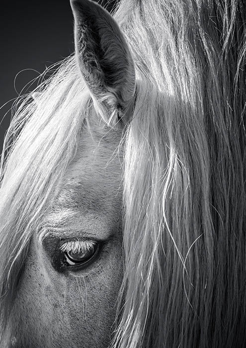 Horse Portrait