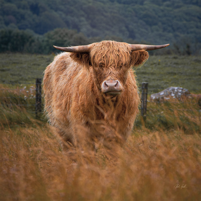Happy Highland