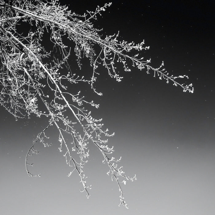 Tree Silhouette I White on Medium Gray