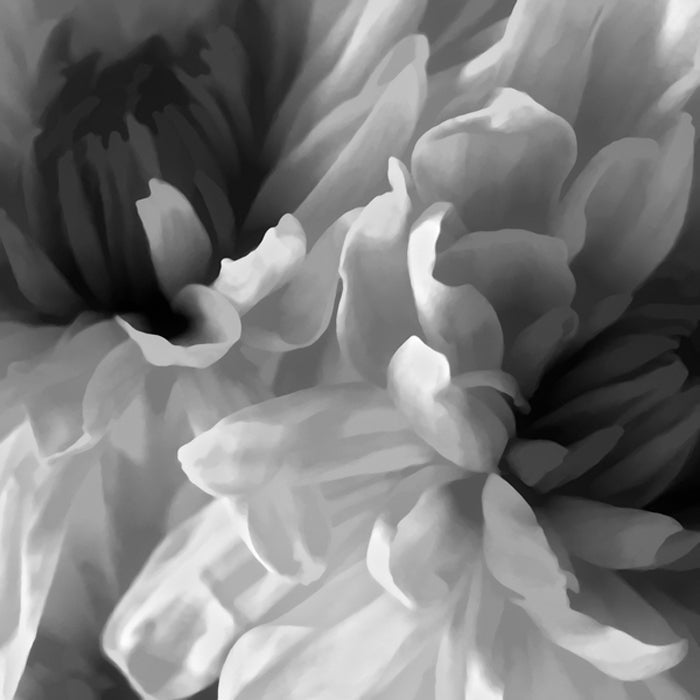 Chrysanthemum XVII
