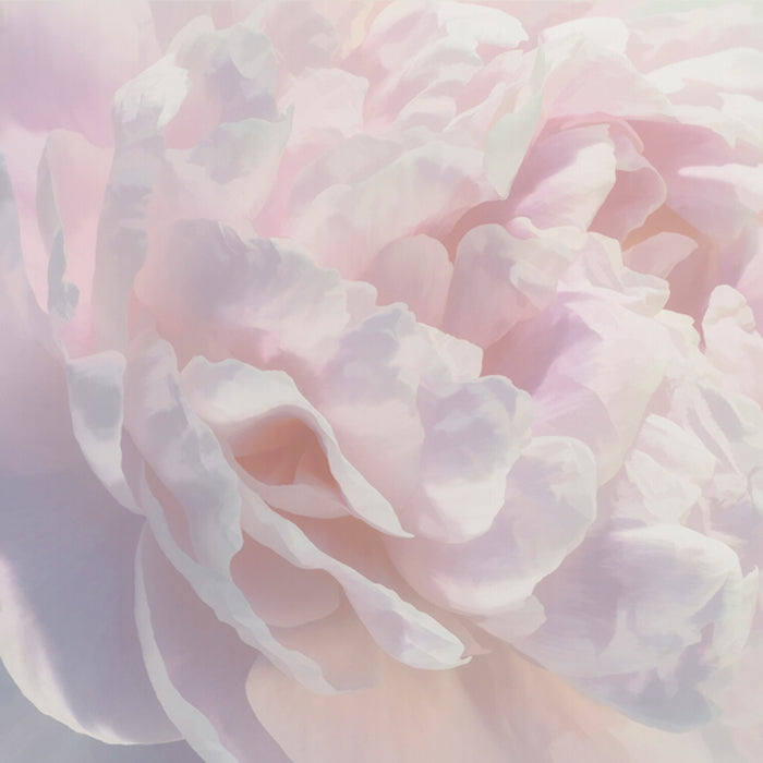 Peony Pink Blush I