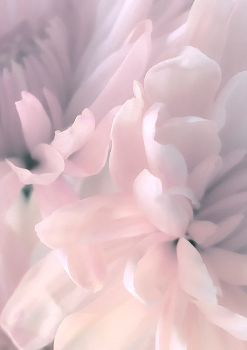 Chrysanthemum Pink Blush II