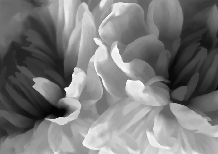 Chrysanthemum XIX