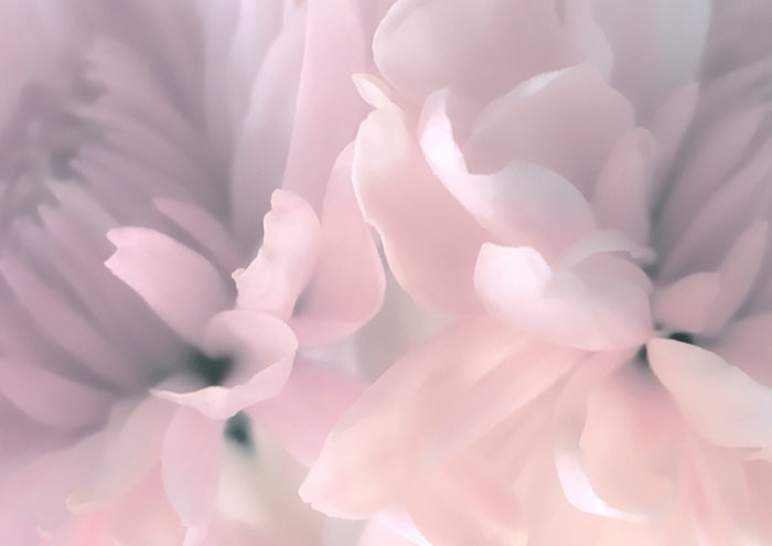 Chrysanthemum Pink Blush III