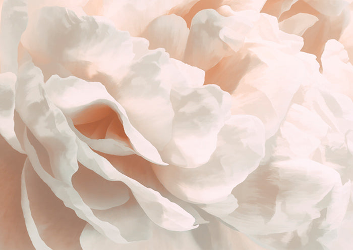 Peony Pale Sepia III