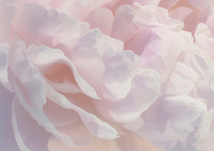 Peony Pink Blush III
