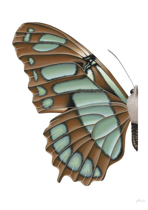 Blue Malachite Butterfly Left