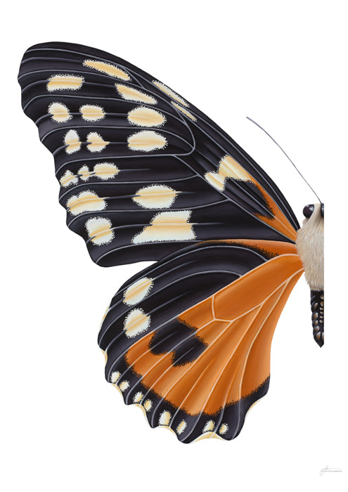 Orange Tiger Butterfly
