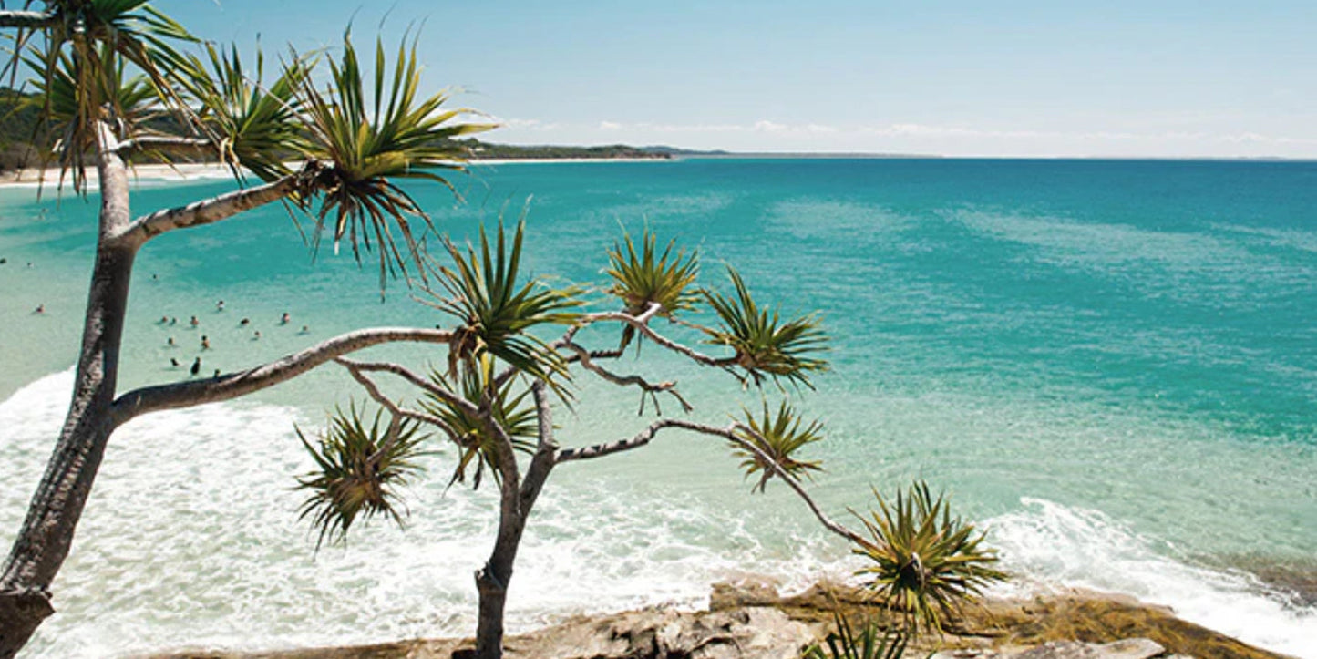 Coastal Yucca's
