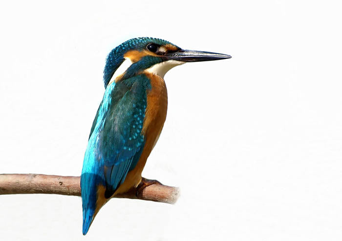 Kingfisher