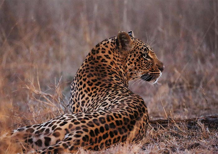 Leopard Landscape