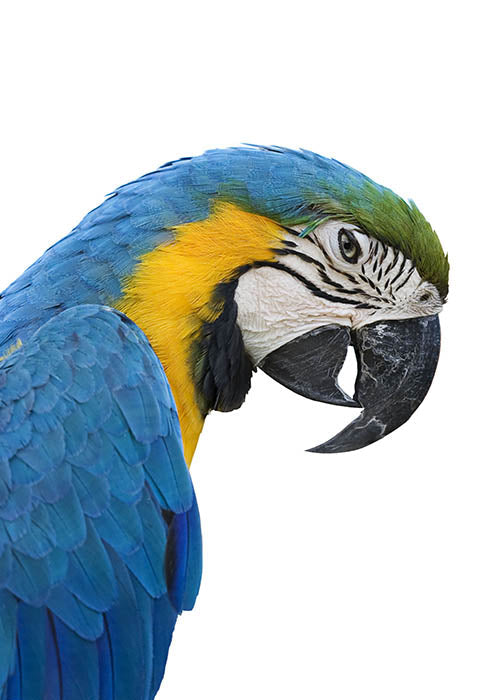 Macaw