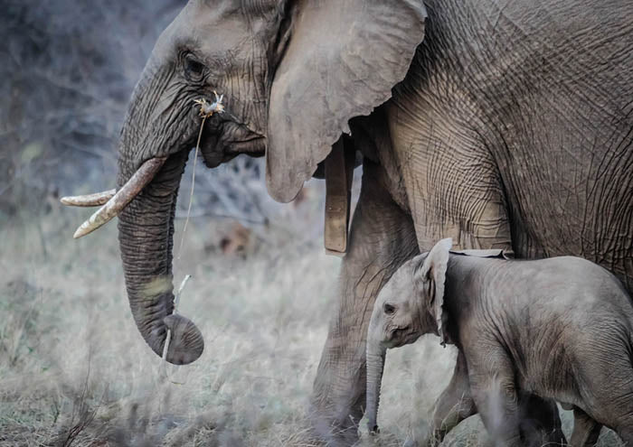 Mother And Child