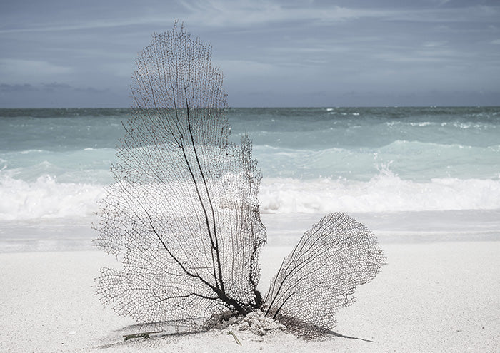 Seaweed on Beach