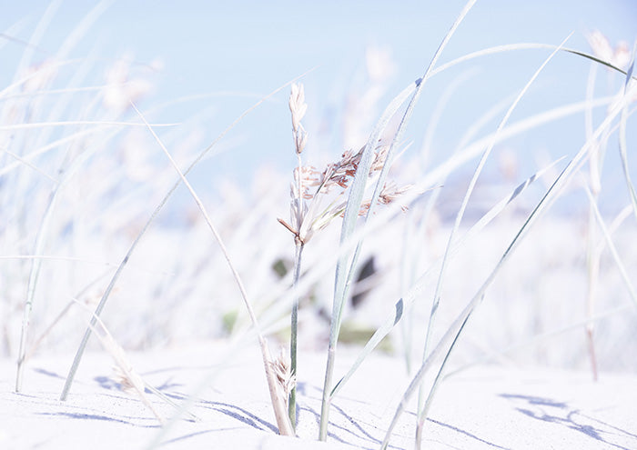 Grass on Beach 1