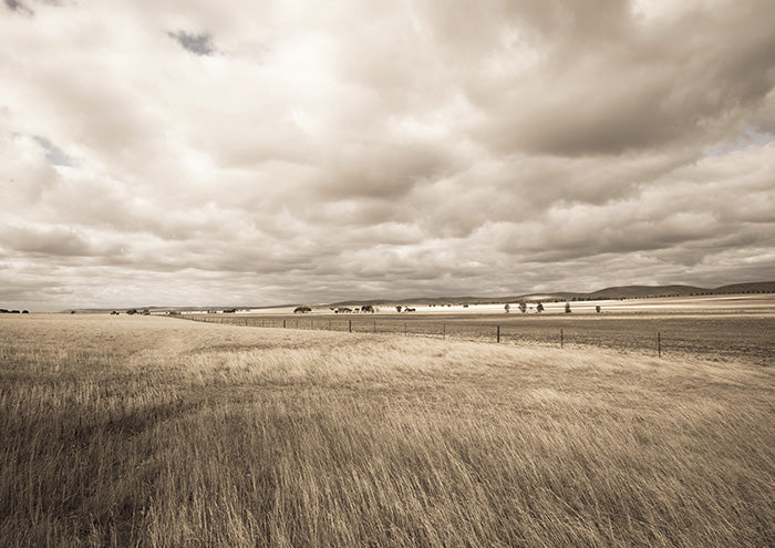 Field of Grass