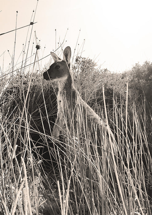 Sepia Kangaroo in Tall Grass