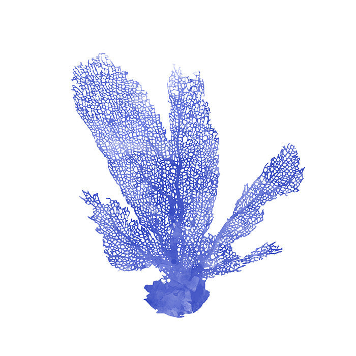 Blue Coral