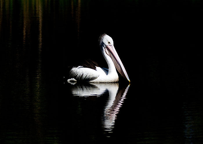 Reflected Pelican