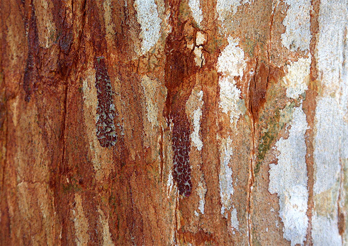 Rusty Bark