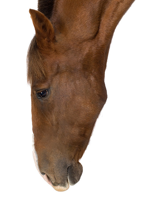 Equine Beauty